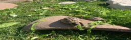 Hermann Tortoise reptiles for sale: Eastern Hermanns Tortoise 🐢  - Advert 6