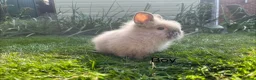 Lionhead rabbits for sale: Mini double maned lionheads and mini lops  - Advert 13