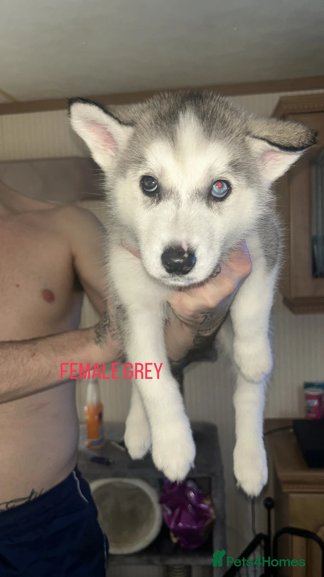 Siberian Husky dogs for sale: PURE SIBERIAN HUSKY PUPPIES  - Advert 3