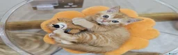 British Shorthair cats for sale: Beautiful British Shorthair & Longhair Kittens - Advert 11