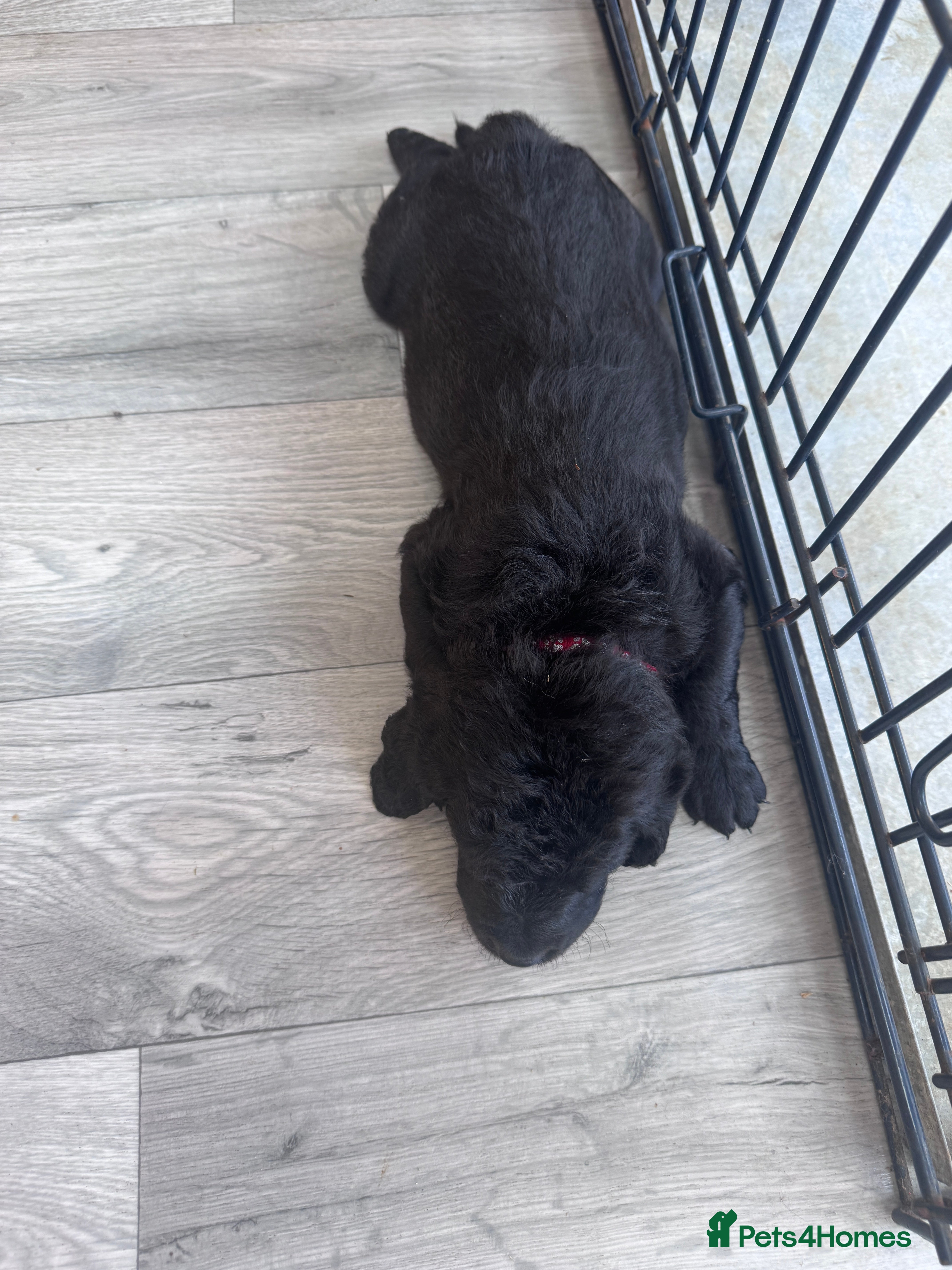 Labradoodle dogs Labradoodle Puppies - Advert 2