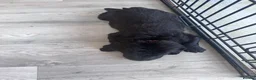 Labradoodle dogs for sale: Labradoodle Puppies - Advert 27