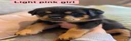 Rottweiler dogs for sale: Beautiful KC Rottweiler puppies ready 18.10.26 - Advert 3