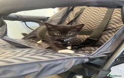 Mixed Breed cats for sale: very friendly kittens looking for a new home - Image 13