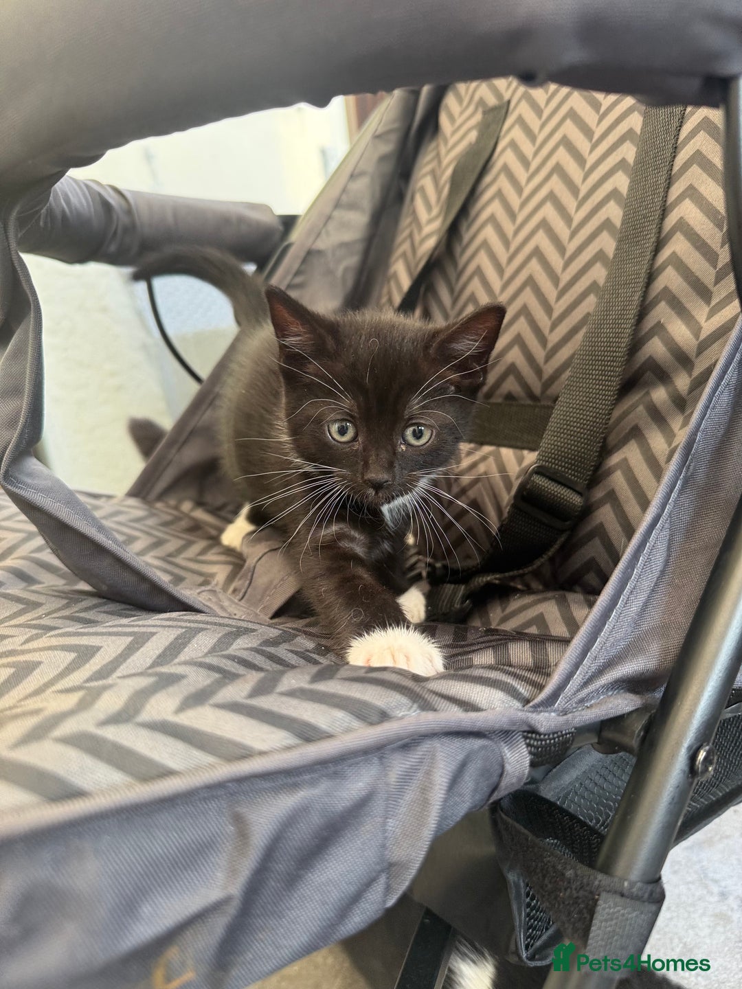 Mixed Breed cats for sale: very friendly kittens looking for a new home - Image 13