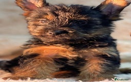 Yorkshire Terrier dogs for sale: Miss. - Image 3