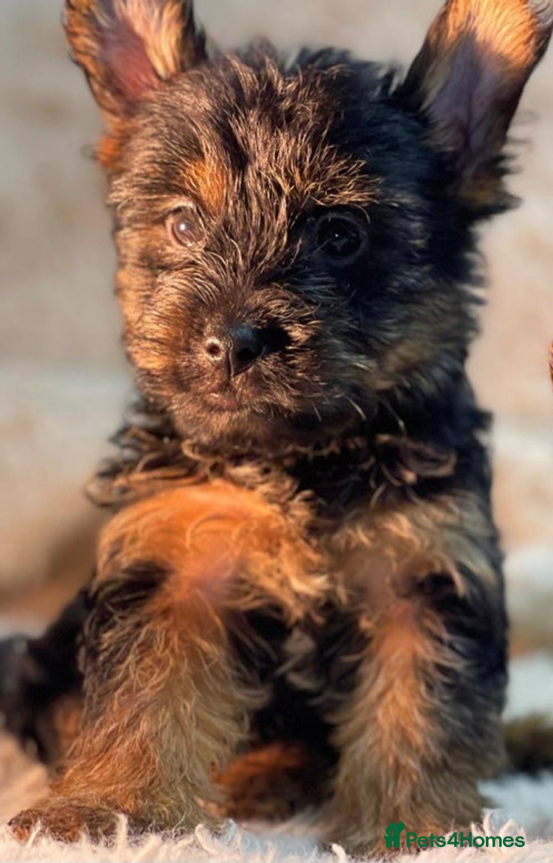Yorkshire Terrier dogs for sale: Miss. - Image 3