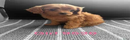 Cavapoo dogs for sale: cavapoo pups ready now  - Advert 6
