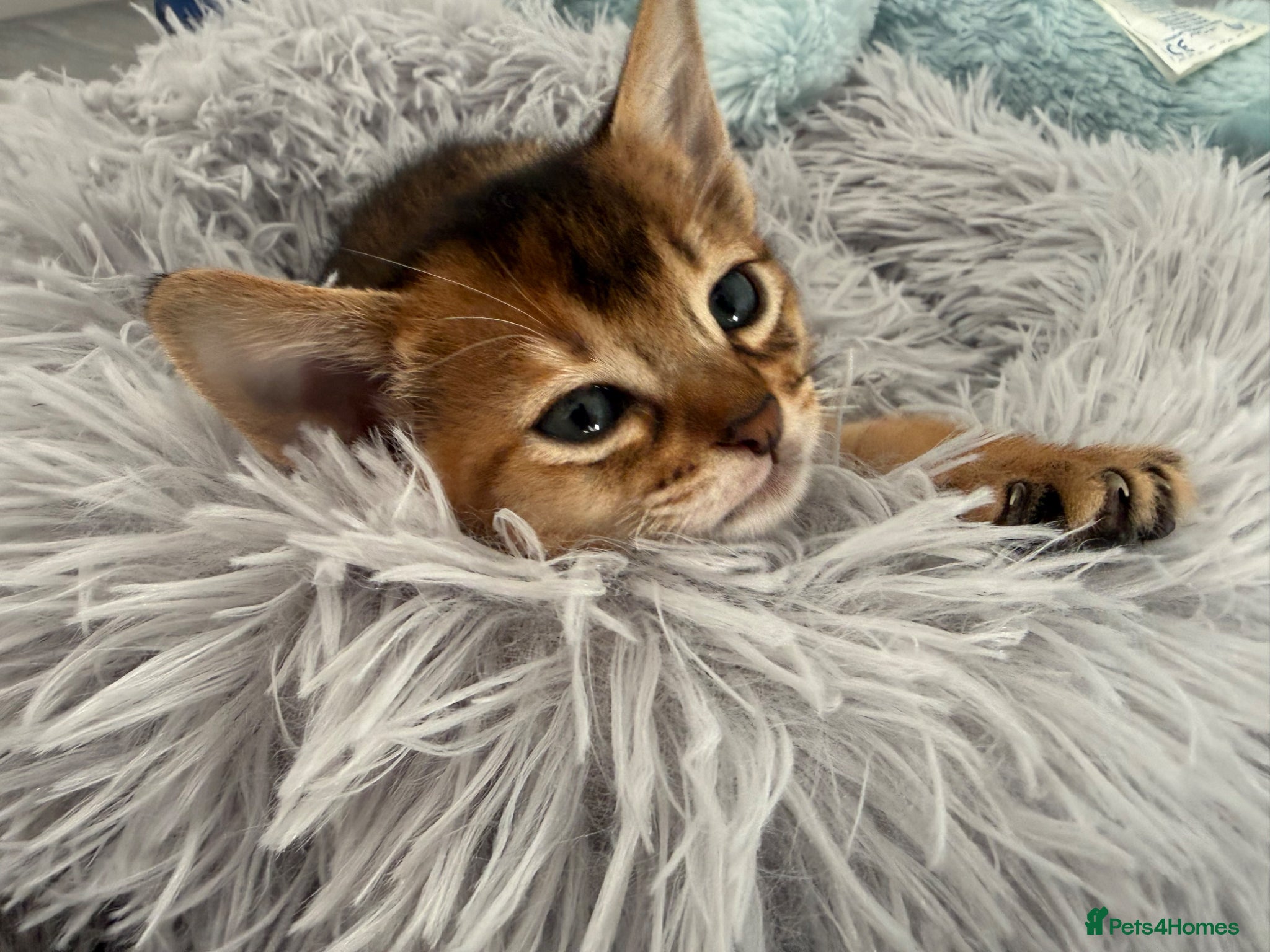 Abyssinian cats TICA reg rarest colours Aby only two boys left! - Advert 1