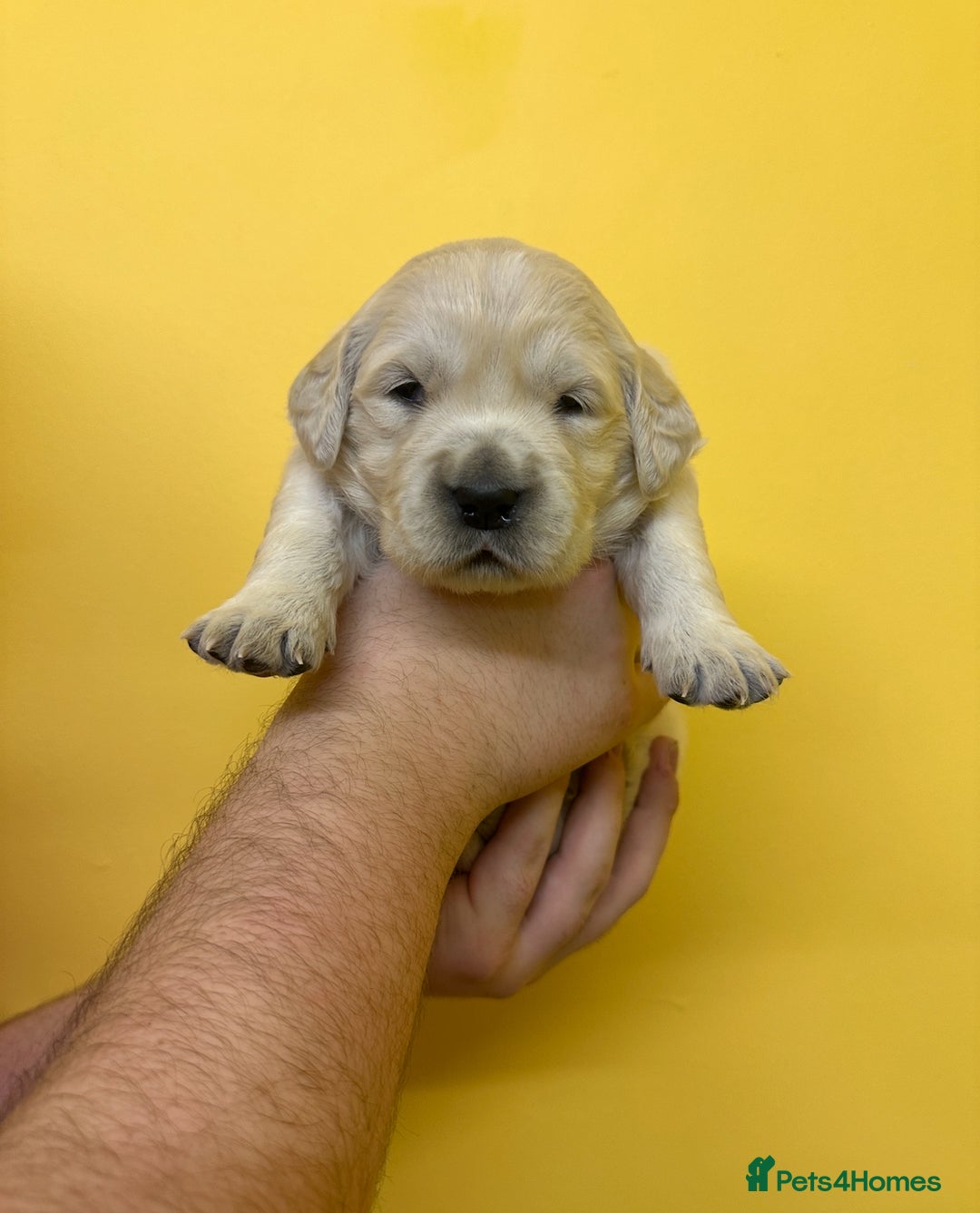 Golden Retriever dogs for sale: Stunning golden retriever puppies for sale  - Advert 34
