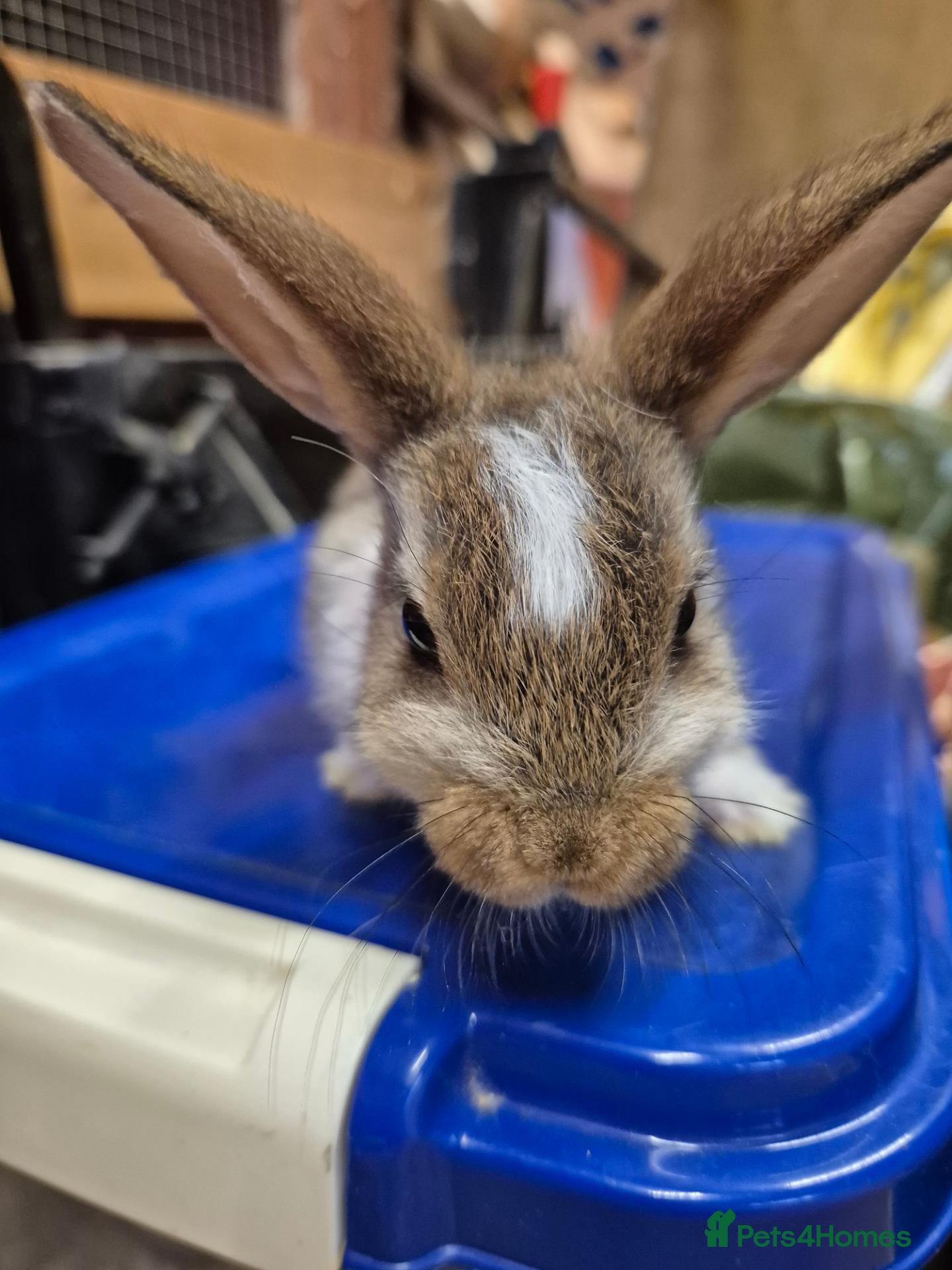 Mixed Breed rabbits ###last one###Gorgeous baby bunnies  - Advert 6