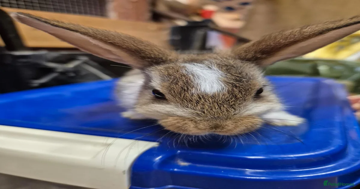 Baby bunnies Rabbits for Sale for sale | Pets4Homes