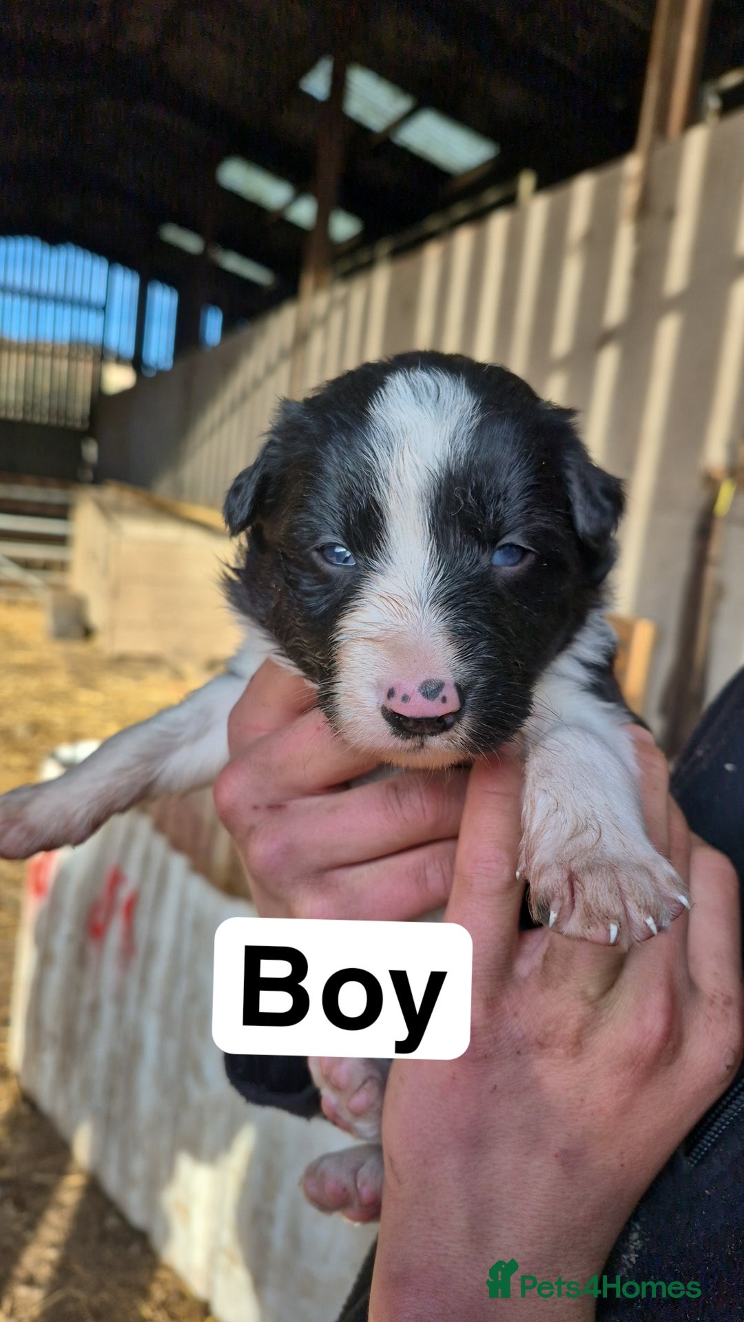 Border Collie dogs for sale: Border Collie Pups - Advert 6