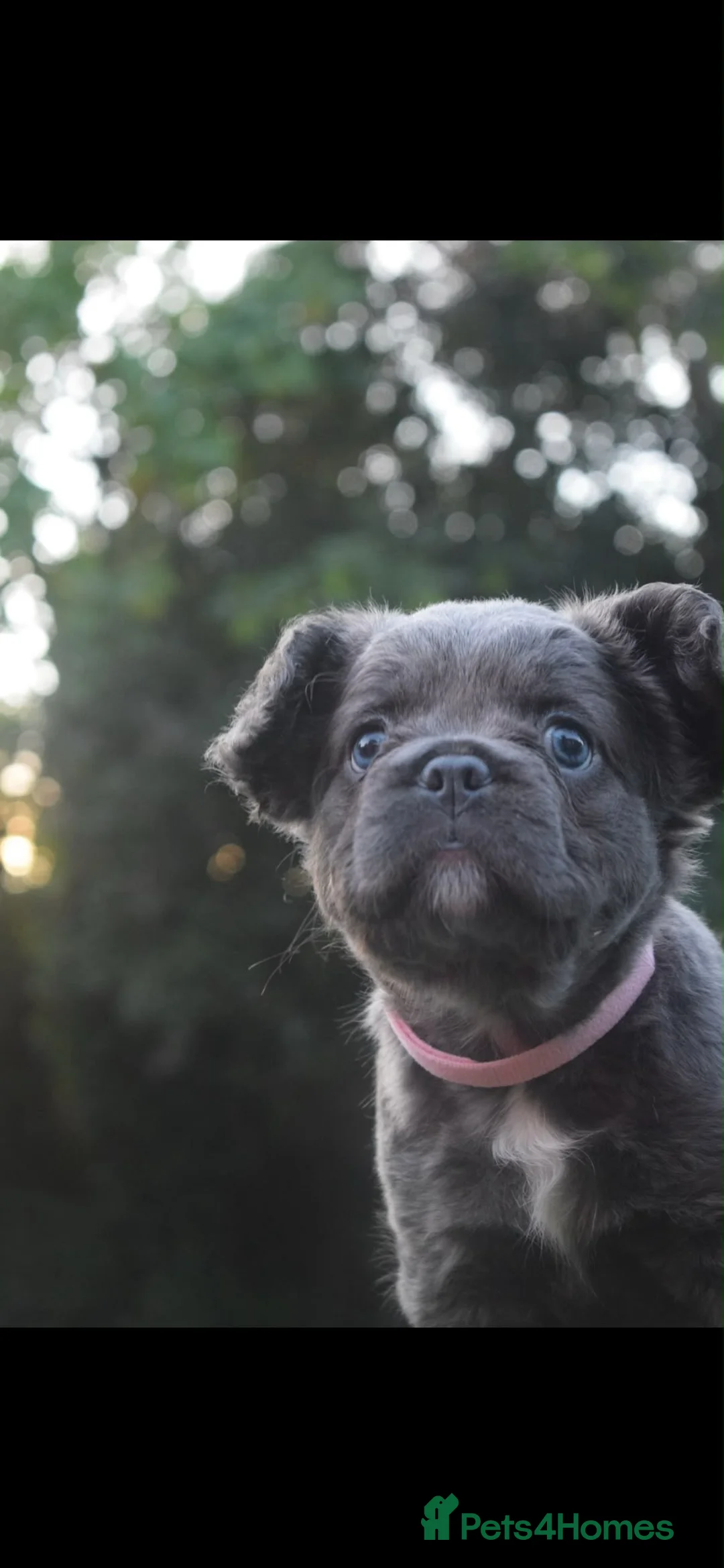 French Bulldog dogs for sale: Fluffy Frenchie girl in Romford - Advert 2