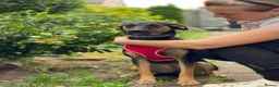 Mixed Breed dogs for adoption: ❤️GINA❤️  14-month-old perfect medium size girl in Burton-on-Trent - Advert 5
