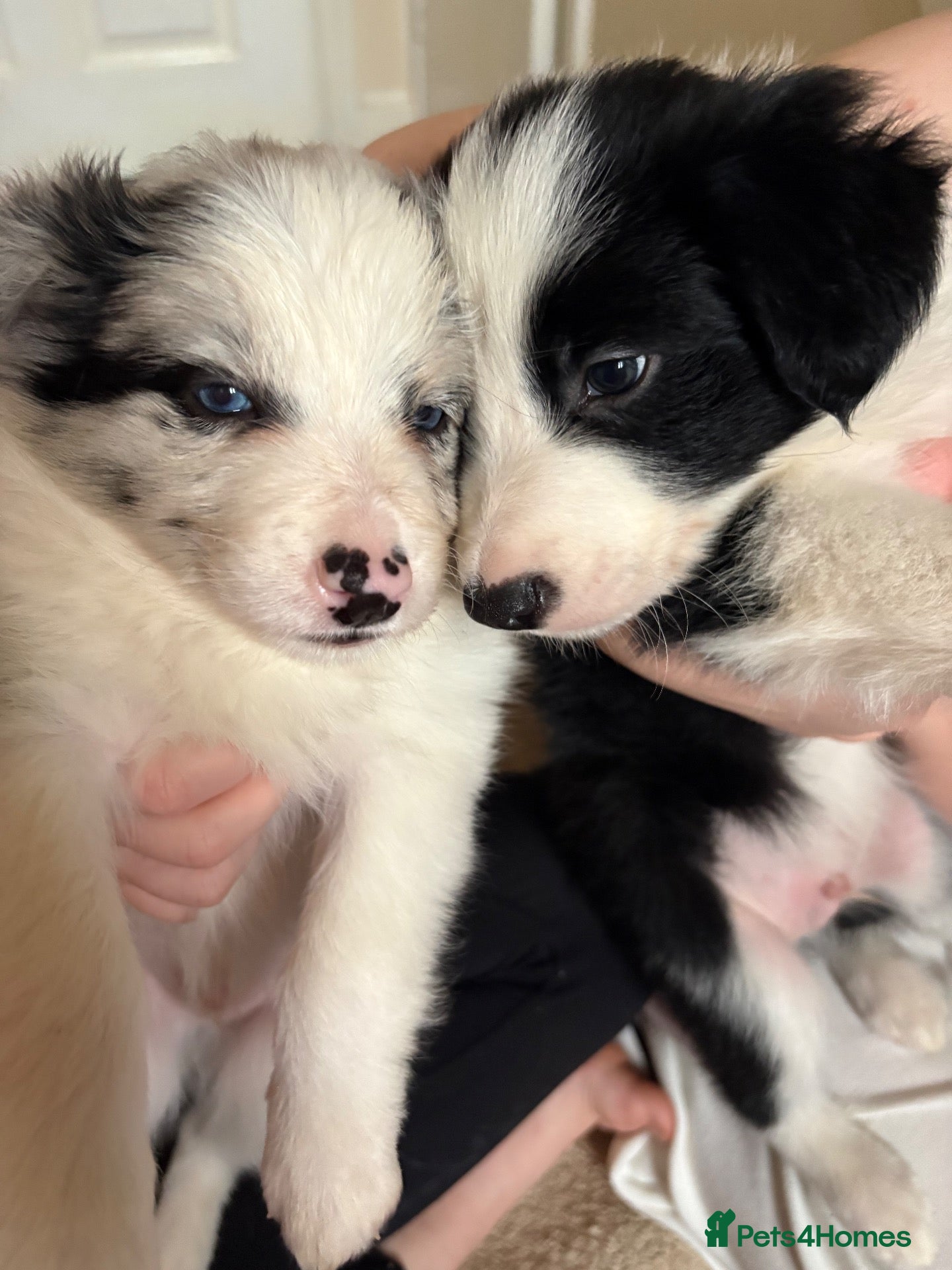 Border Collie dogs for sale: Long coated pure bred collie puppies blue merles l - Advert 1