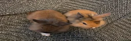 Lionhead rabbits for sale: Very tame 8wk girls 🩷🩷lion head baby bunnies  - Advert 6