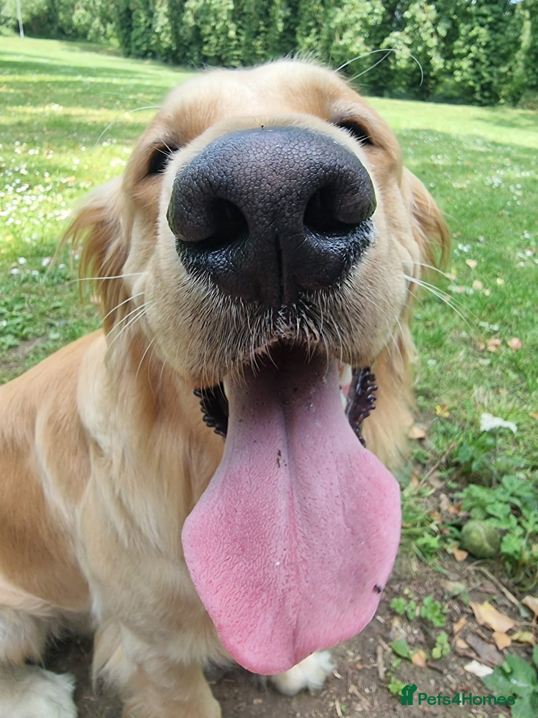 Golden Retriever dogs for stud: Golden Retriever Stud Dog – Northampton  - Advert 8