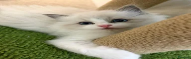 Miya 