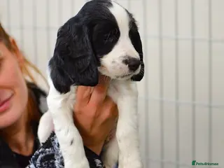 Sprocker dogs Sprocker Puppies - 1 boy left ready to leave Fri - Advert 3
