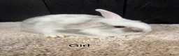 Mini Lop rabbits for sale: Stunning bunnies  - Advert 6