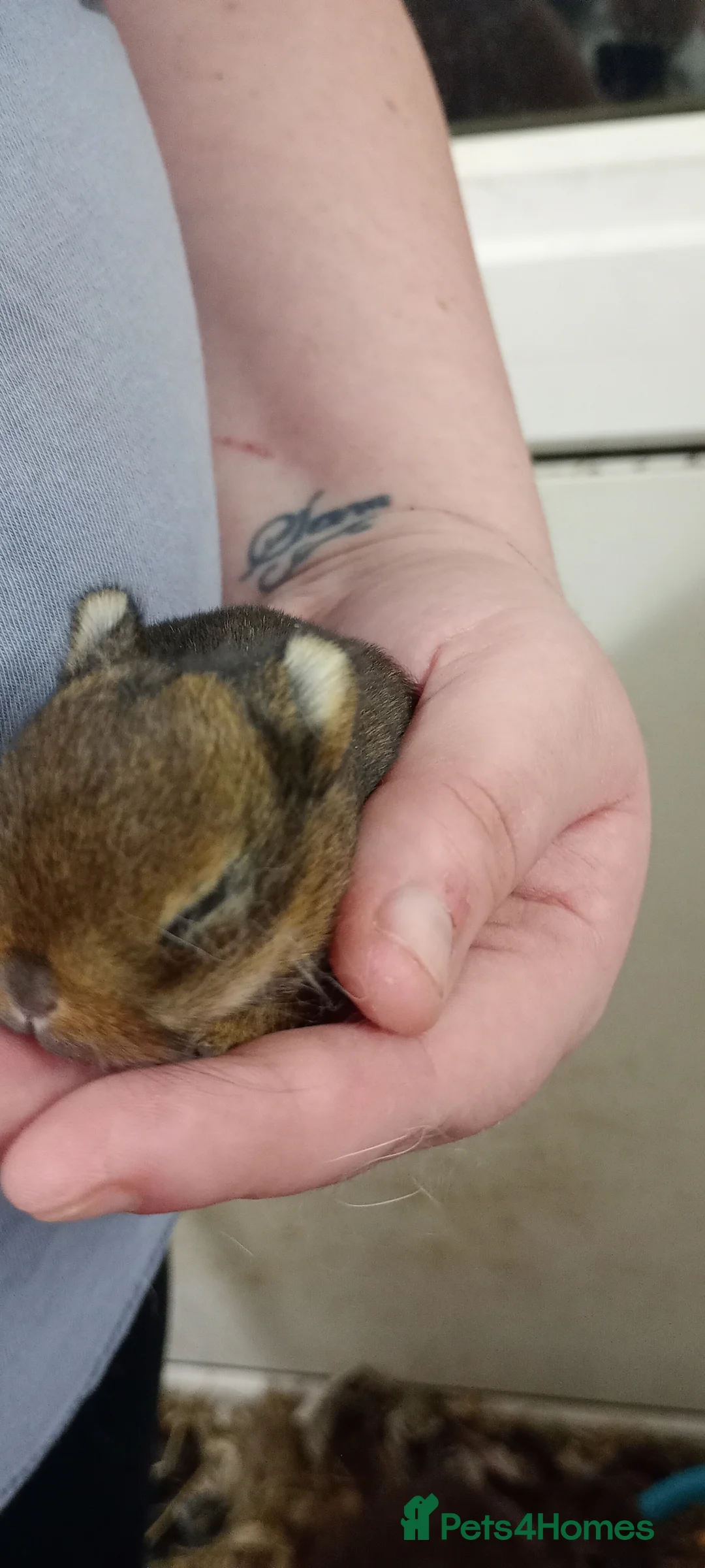 Netherland Dwarf rabbits for sale: 2 boys looking for homes - Advert 4