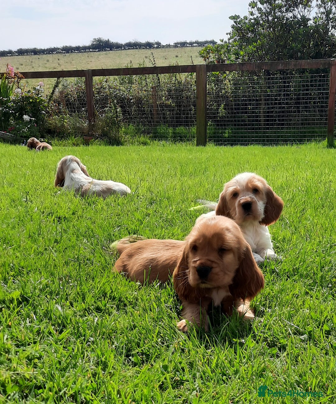 Cocker Spaniel dogs for sale: Cocker spaniel puppies  - Image 5