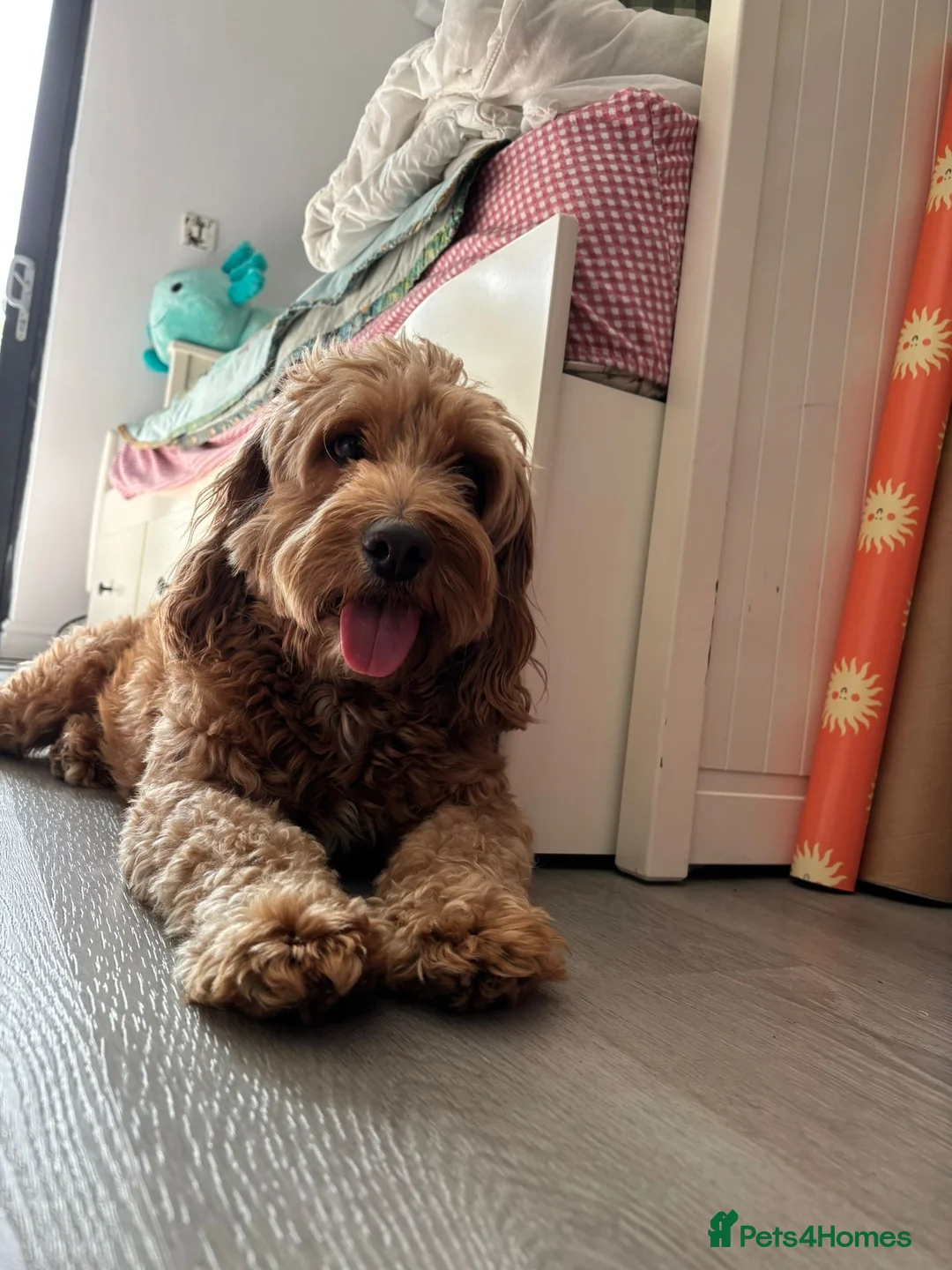 Cockapoo dogs for stud: Proven F1 male cockapoo for STUD in Pershore - Advert 2