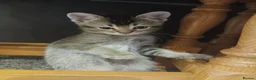 British Shorthair cats for sale: Kittens - Advert 12
