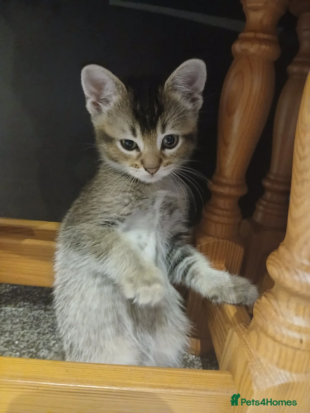 British Shorthair cats for sale: Twin Kittens - Advert 1