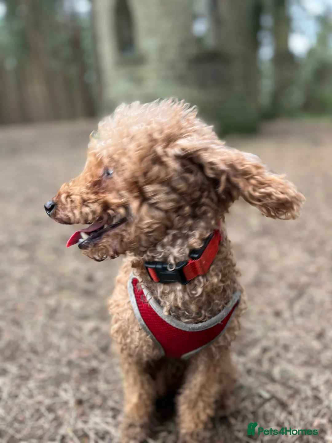 Miniature Poodle dogs for stud: Red Miniature Poodle Stud *Clear of 400 diseases* in Keighley - Advert 11