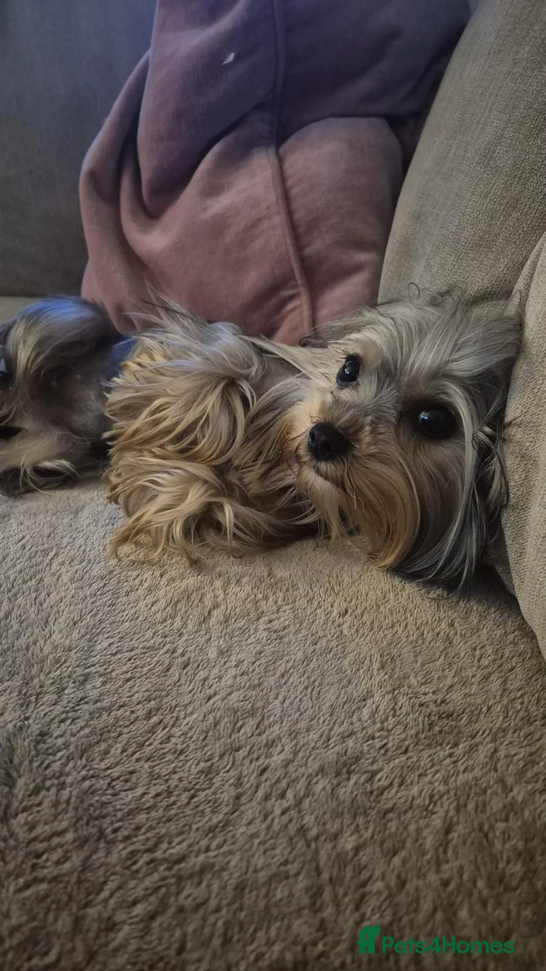 Yorkshire Terrier dogs for sale: TINY pedigree Girl - Advert 8