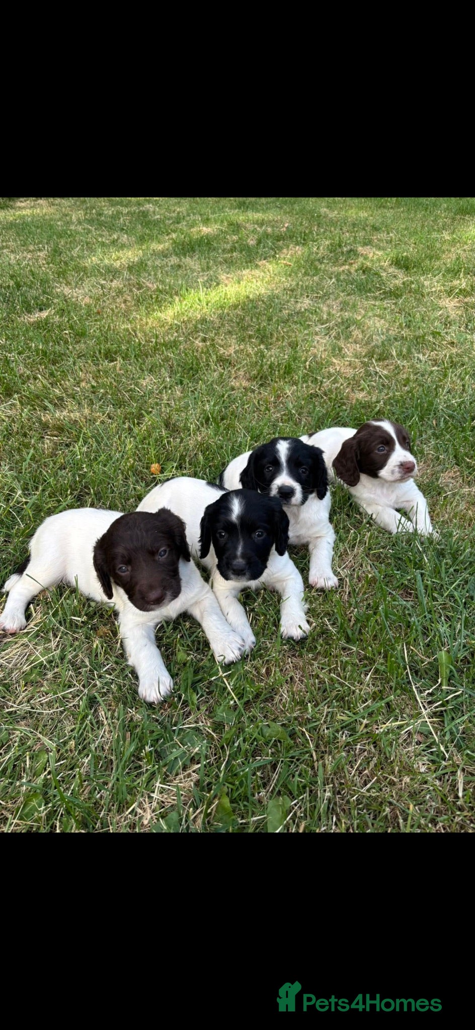 English Springer Spaniel dogs Springer Spaniel Puppies - Advert 1