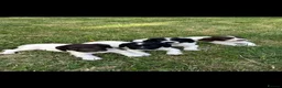 English Springer Spaniel dogs for sale: Springer Spaniel Puppies in Scunthorpe - Advert 1
