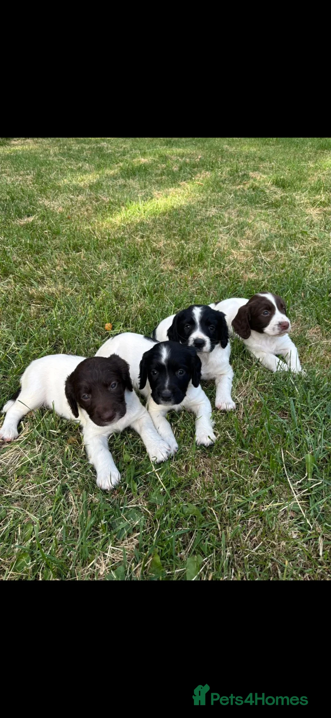 English Springer Spaniel dogs for sale: Springer Spaniel Puppies in Scunthorpe - Advert 1