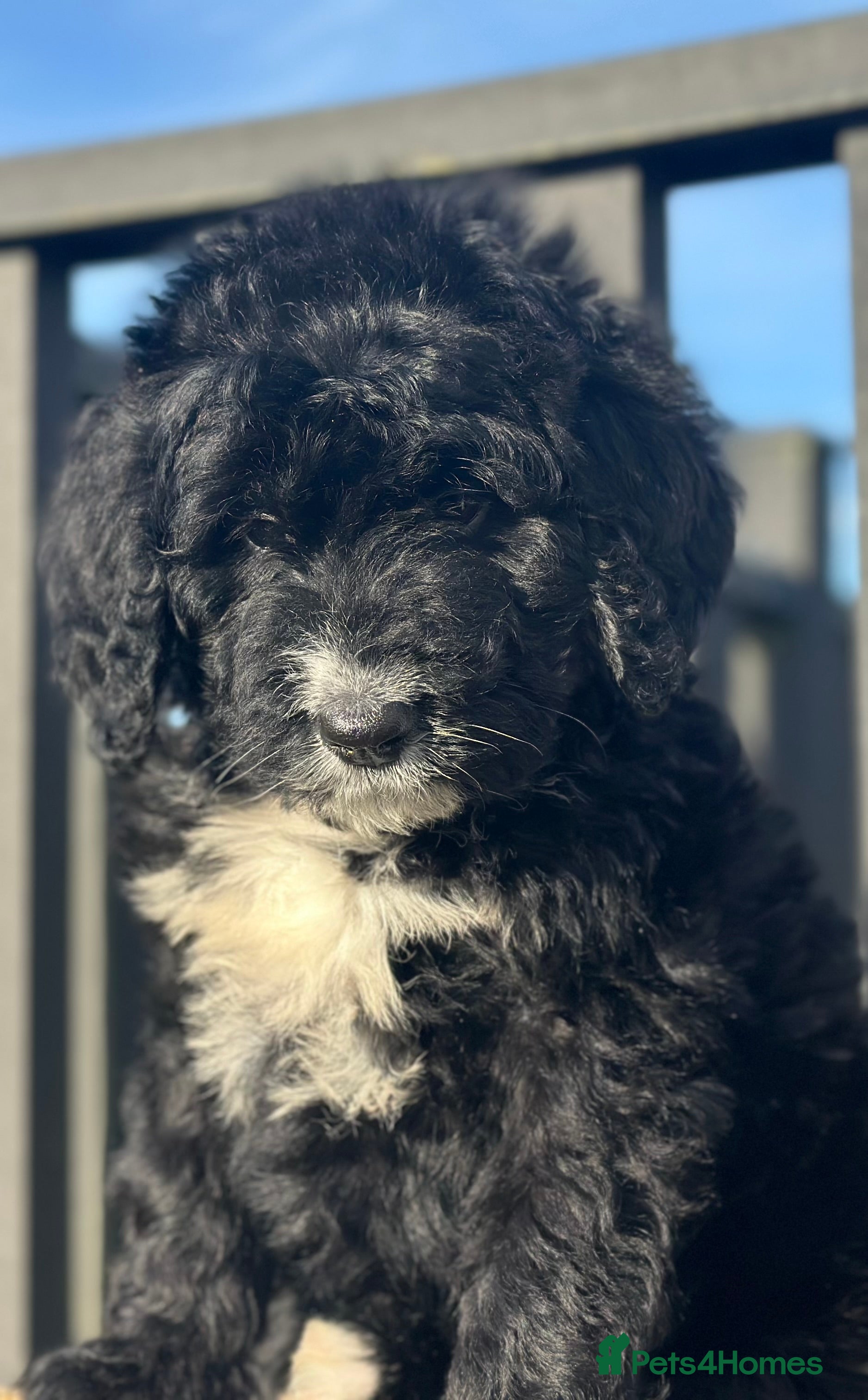 Bernedoodle dogs F1 STANDARD BERNADOODLE LAST 2 BOYS AVAILABLE - Advert 2