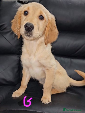 Golden Retriever dogs - Advert 5