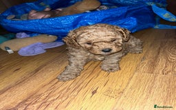 Cavapoo dogs for sale: Gorgeous Red Cavapoo Puppies - Image 5