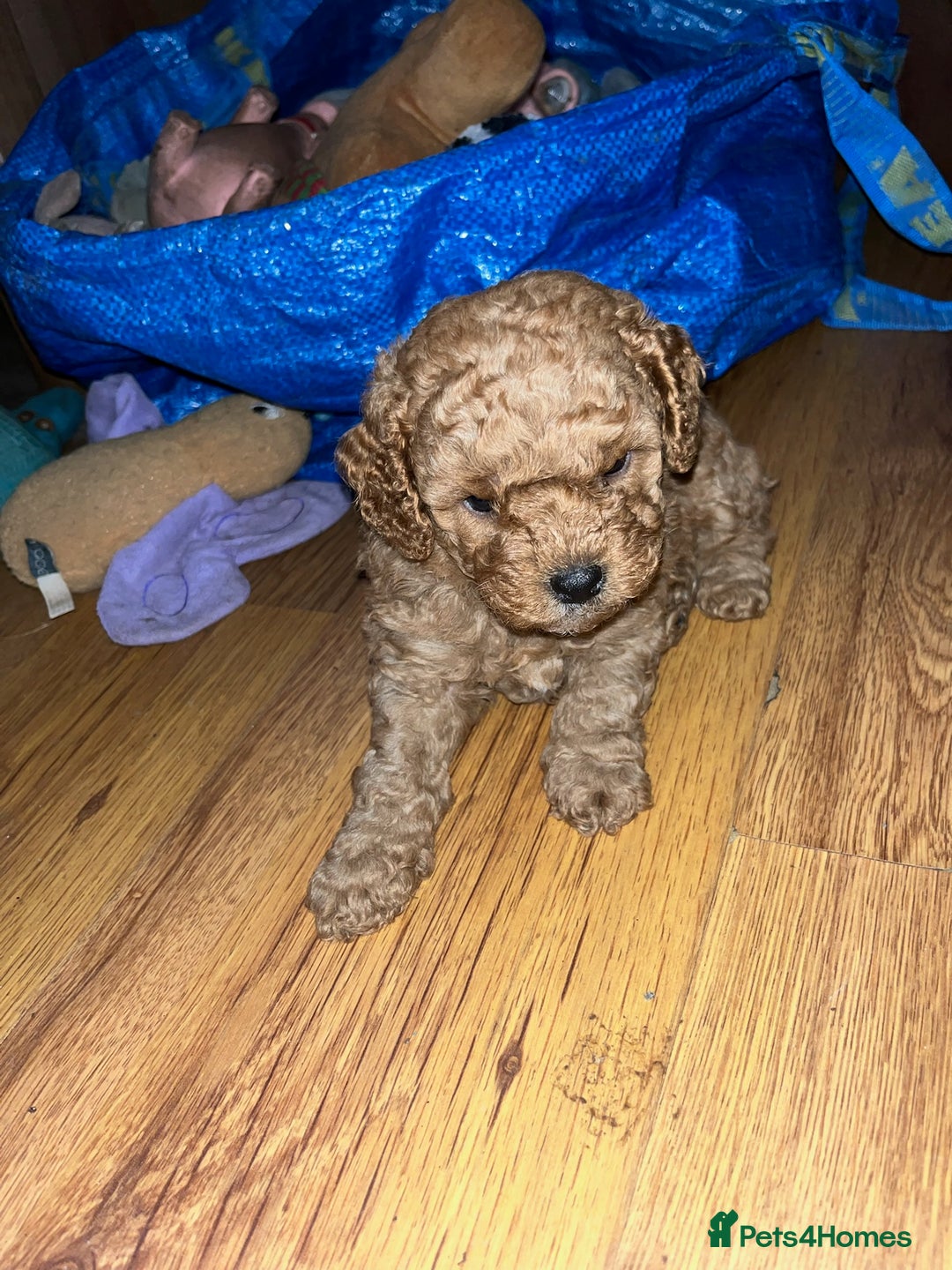 Cavapoo dogs for sale: Gorgeous Red Cavapoo Puppies - Image 5