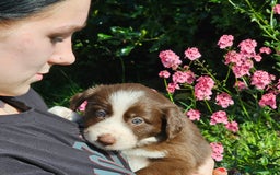 Border Collie dogs for sale: Red/White border collie puppies - Image 2