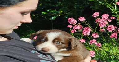 Border Collie dogs - Advert 2
