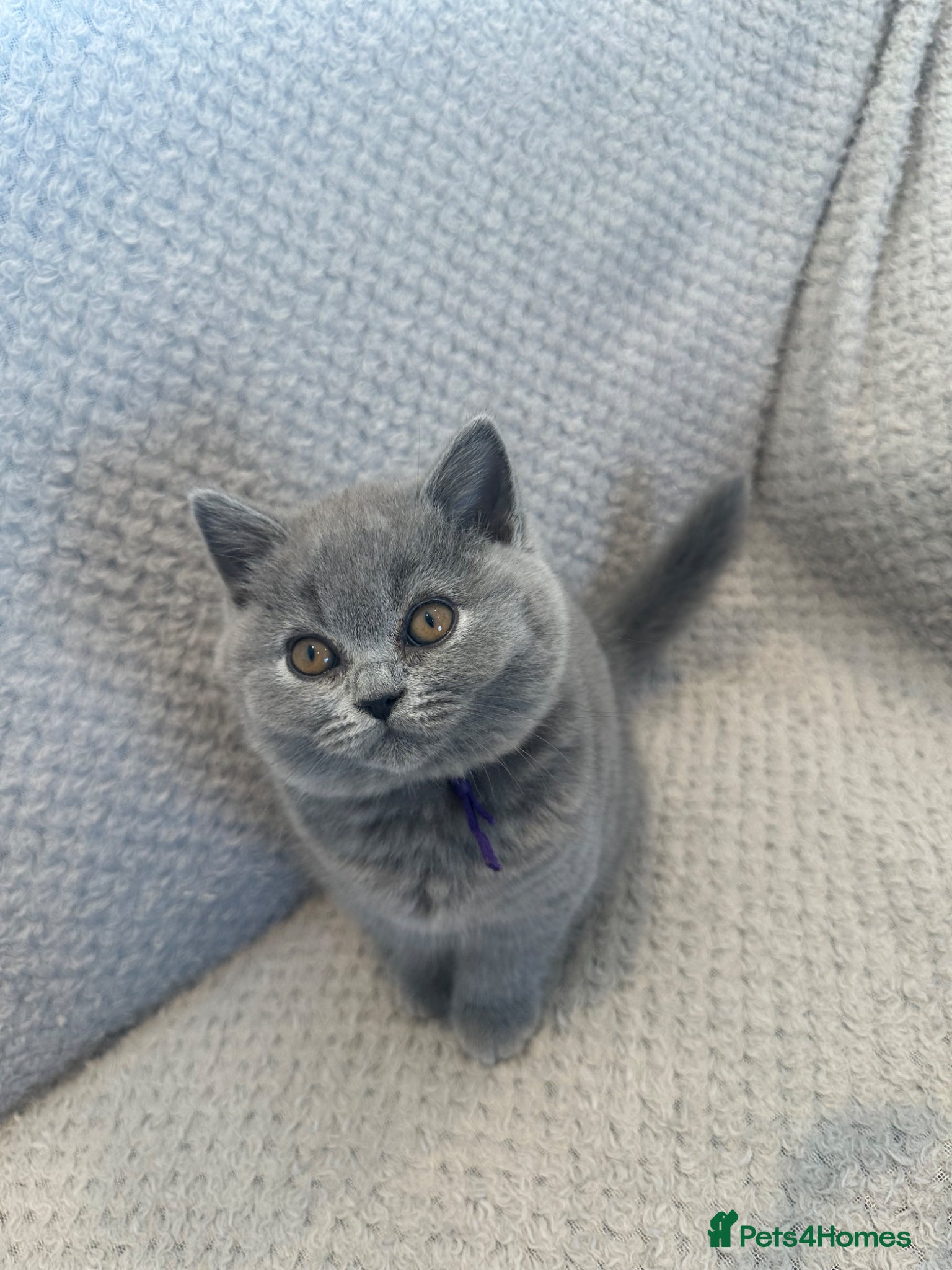 British Shorthair cats Kittens BSH £850 - Advert 2