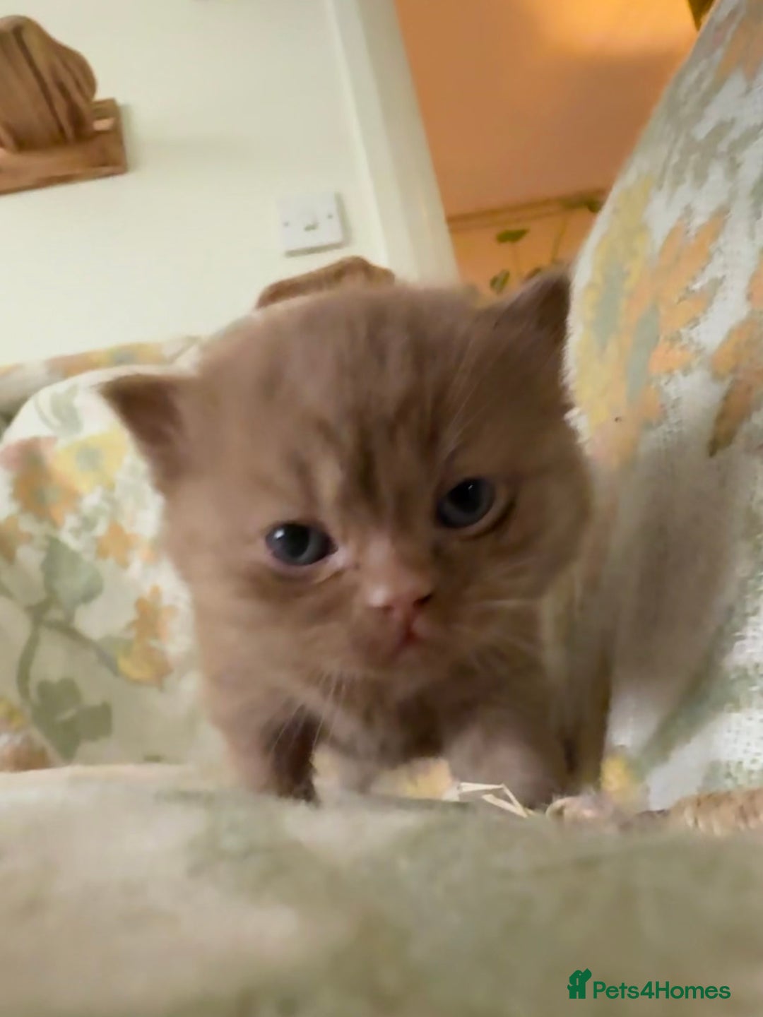 British Shorthair cats for sale: Beautiful GCCF and TICA reg British Shorthair  - Advert 12