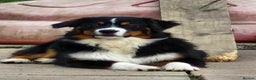 Australian Shepherd dogs for sale: Australian Shepherd Male - Advert 2