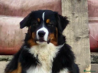 Australian Shepherd dogs Australian Shepherd Male - Advert 1