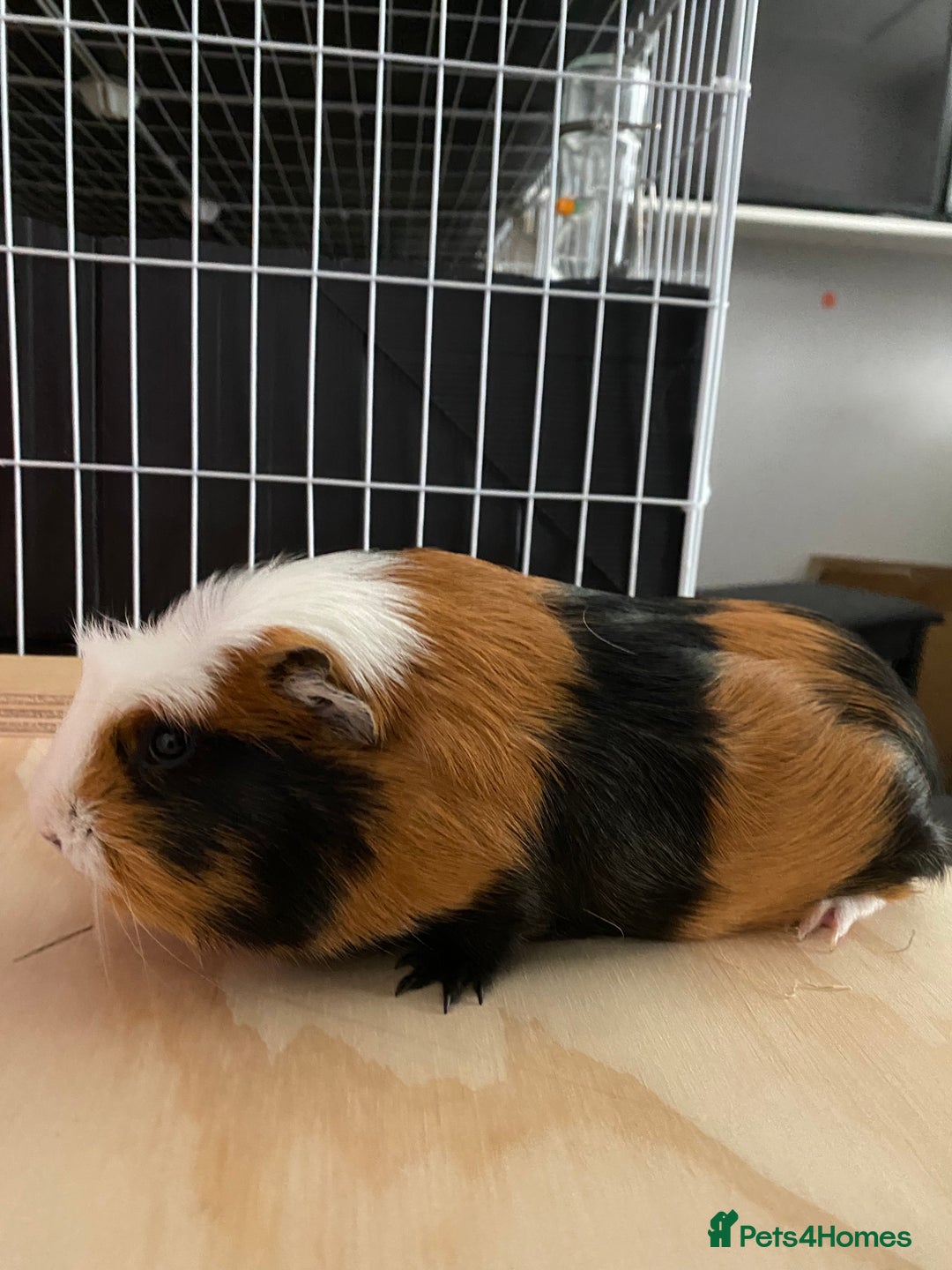 Guinea Pig rodents for sale: 3 Male Guinea Pigs - Image 2