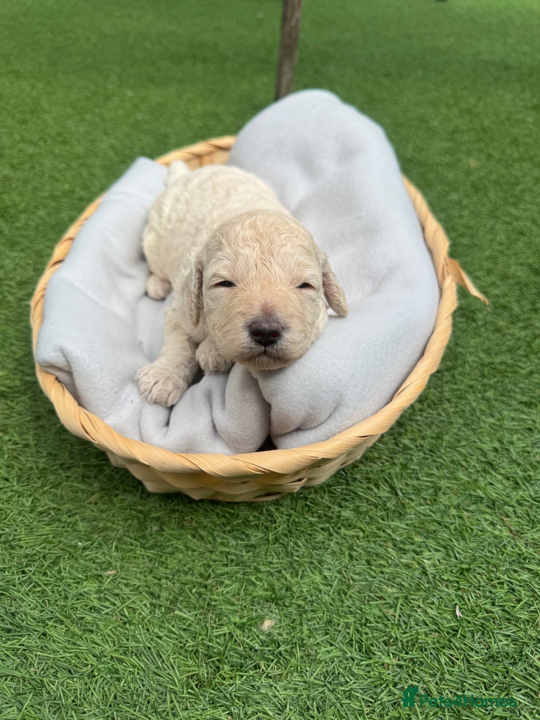 Labradoodle dogs for sale: Labradoodle puppies looking for a loving home  - Image 6