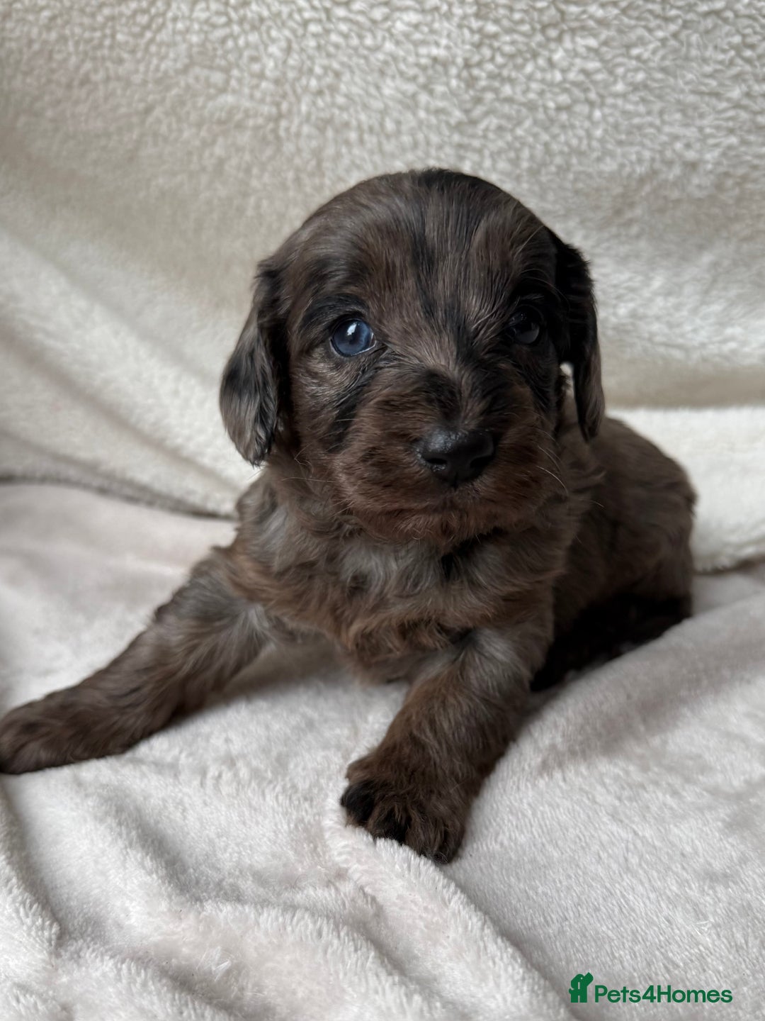 Cavapoo dogs for sale: Adorable Cavapoo Puppies - Advert 9