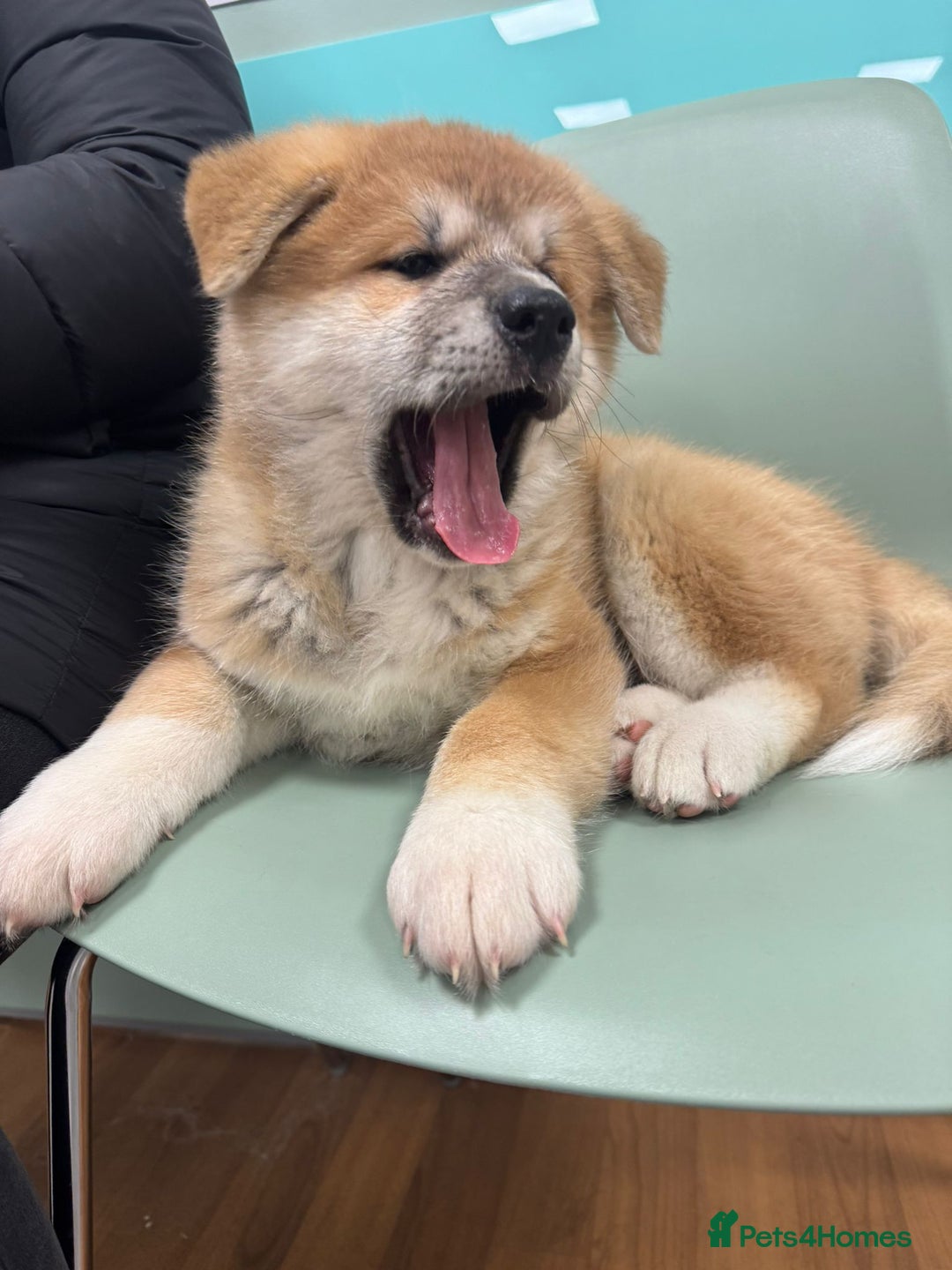 Akita dogs for sale: Akita puppy - Advert 14