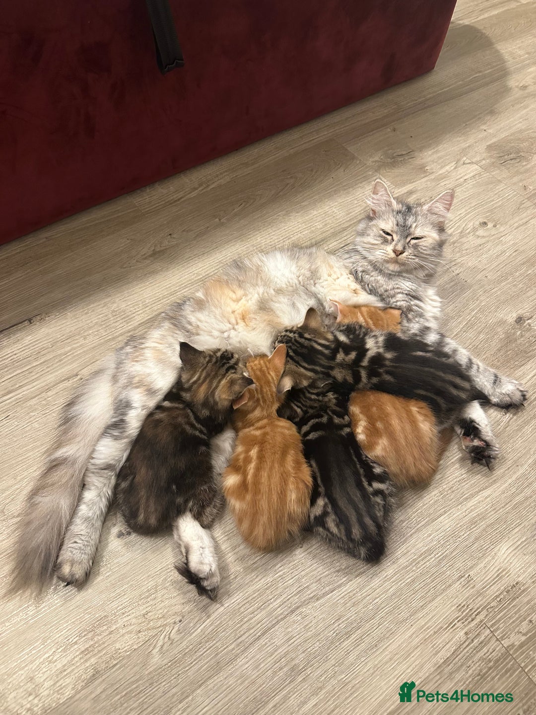 Mixed Breed cats for sale: Kittens available today! - Advert 5